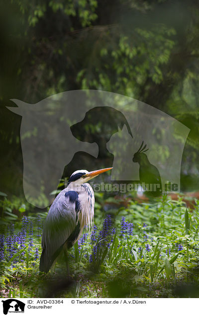 Graureiher / grey heron / AVD-03364