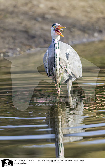 Graureiher / grey heron / MBS-10833