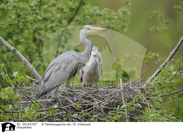 Graureiher / grey heron / DV-03157