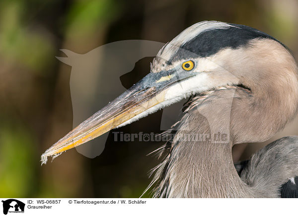 Graureiher / grey heron / WS-06857