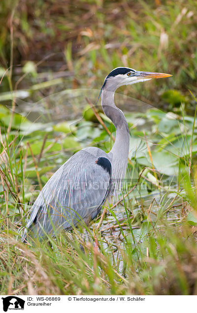 Graureiher / grey heron / WS-06869