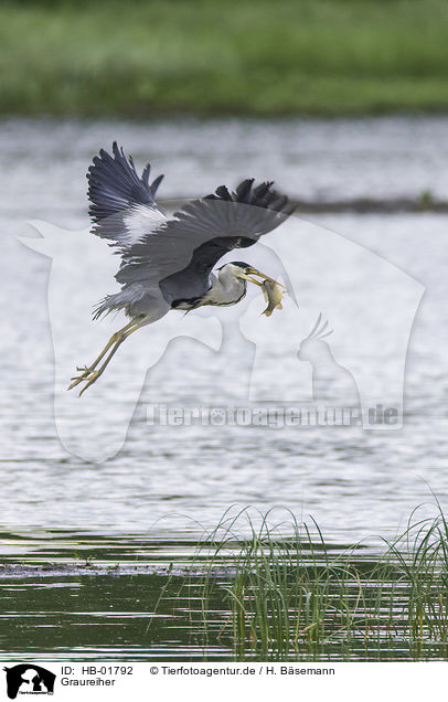 Graureiher / grey heron / HB-01792