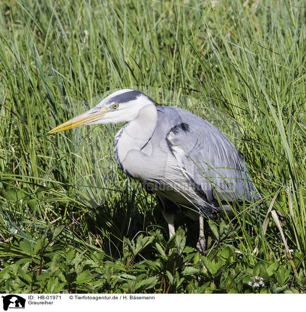 Graureiher / grey heron / HB-01971