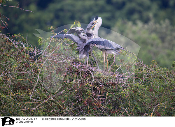 3 Graureiher / 3 grey heron / AVD-05757