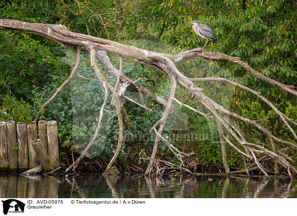 Graureiher / grey heron / AVD-05976