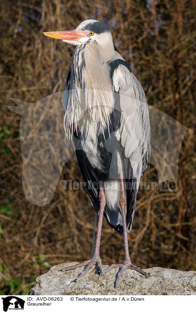 Graureiher / grey heron / AVD-06263