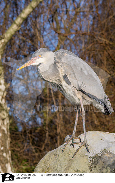 Graureiher / grey heron / AVD-06267