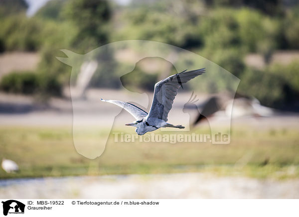 Graureiher / Grey Heron / MBS-19522