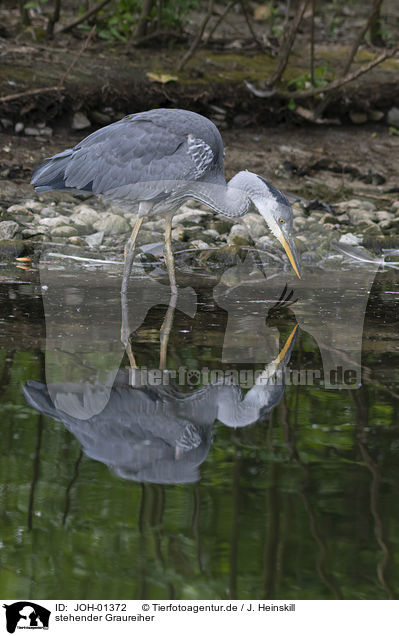 stehender Graureiher / standing Grey Heron / JOH-01372