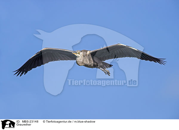 Graureiher / grey heron / MBS-23148