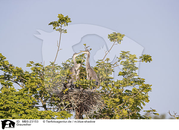 Graureiher / grey heron / MBS-23153