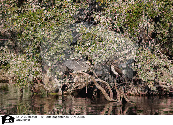 Graureiher / grey heron / AVD-06598