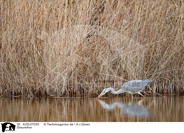 Graureiher / grey heron / AVD-07050