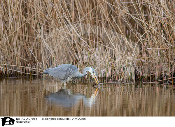 Graureiher / grey heron / AVD-07054