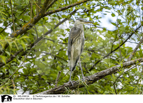 Graureiher sitzt in Bumen / grey heron sit in trees / WS-09634