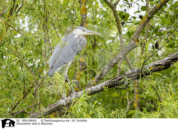 Graureiher sitzt in Bumen / grey heron sit in trees / WS-09640