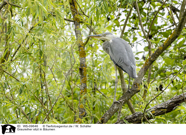 Graureiher sitzt in Bumen / grey heron sit in trees / WS-09646