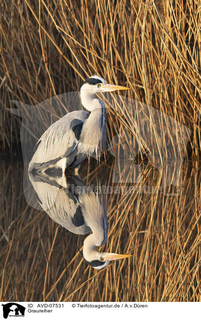 Graureiher / grey heron / AVD-07531