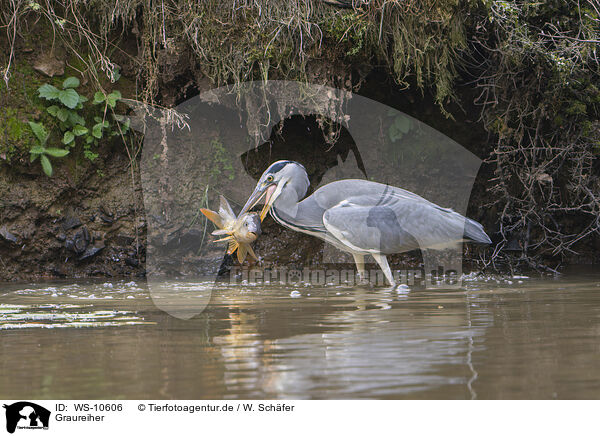 Graureiher / grey heron / WS-10606