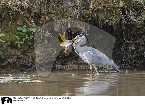 Graureiher / grey heron / WS-10607