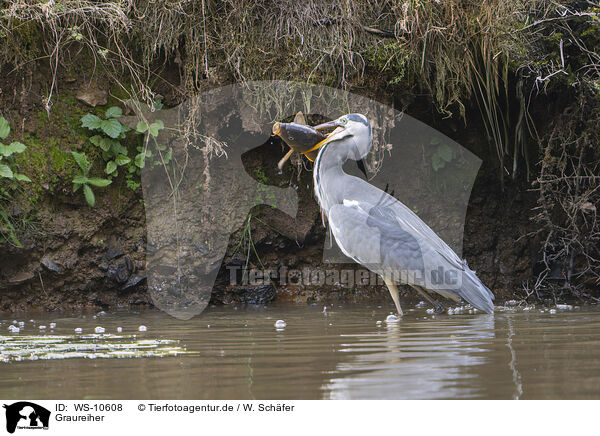 Graureiher / grey heron / WS-10608