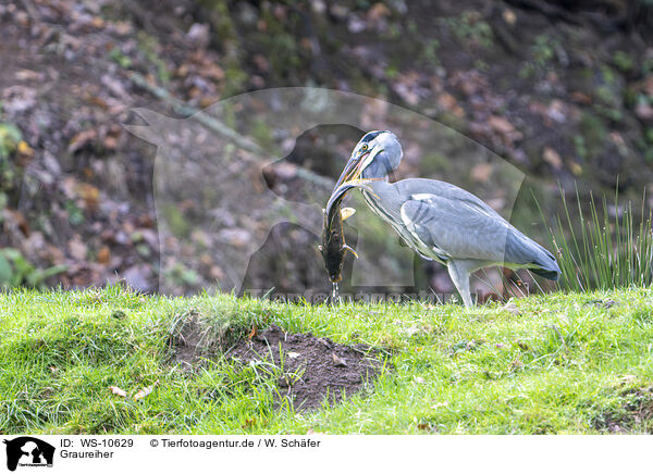 Graureiher / grey heron / WS-10629