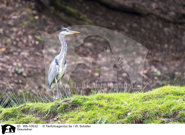 Graureiher / grey heron / WS-10632