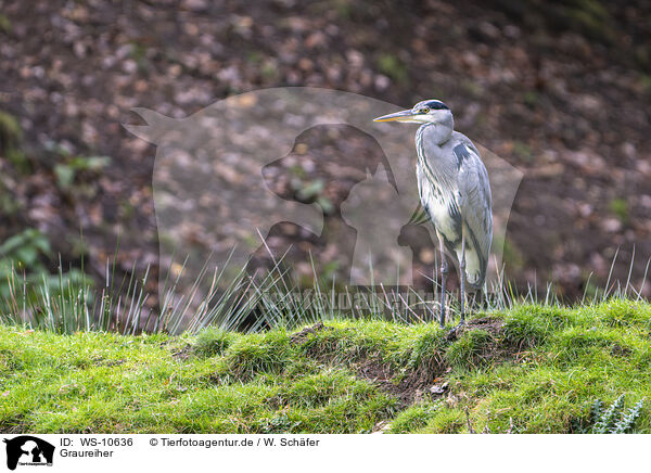 Graureiher / grey heron / WS-10636