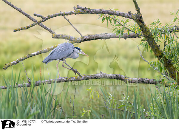 Graureiher / grey heron / WS-10771