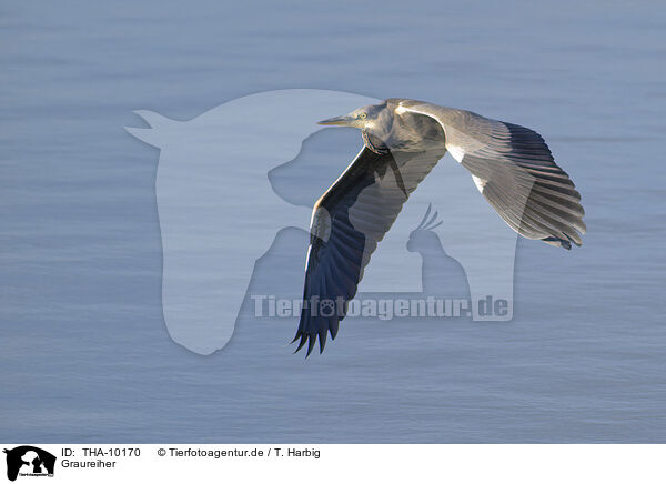 Graureiher / grey heron / THA-10170