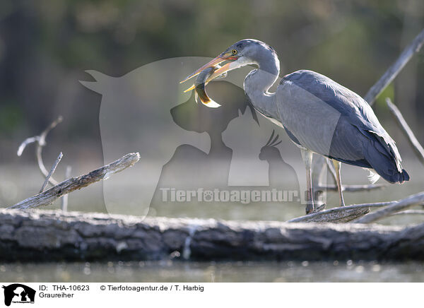 Graureiher / grey heron / THA-10623