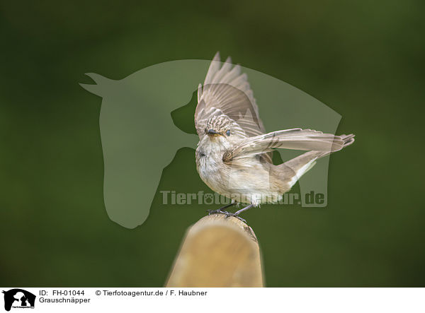 Grauschnpper / Spotted Flycatcher / FH-01044