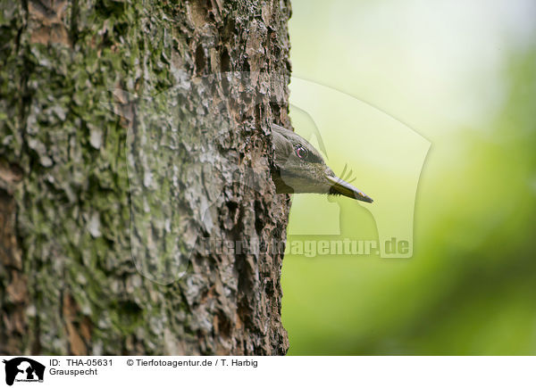 Grauspecht / grey-faced woodpecker / THA-05631