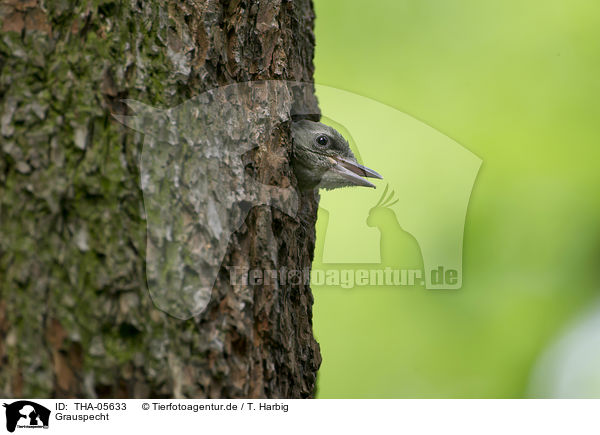Grauspecht / grey-faced woodpecker / THA-05633