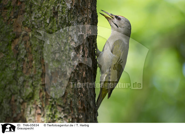 Grauspecht / grey-faced woodpecker / THA-05634