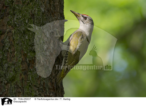 Grauspecht / grey-faced woodpecker / THA-05637