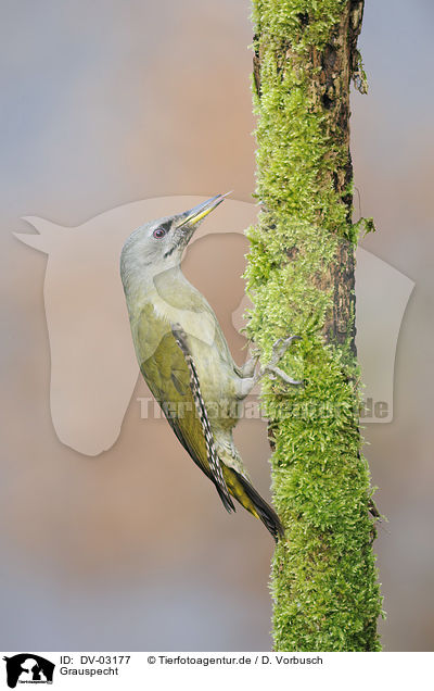 Grauspecht / grey-faced woodpecker / DV-03177