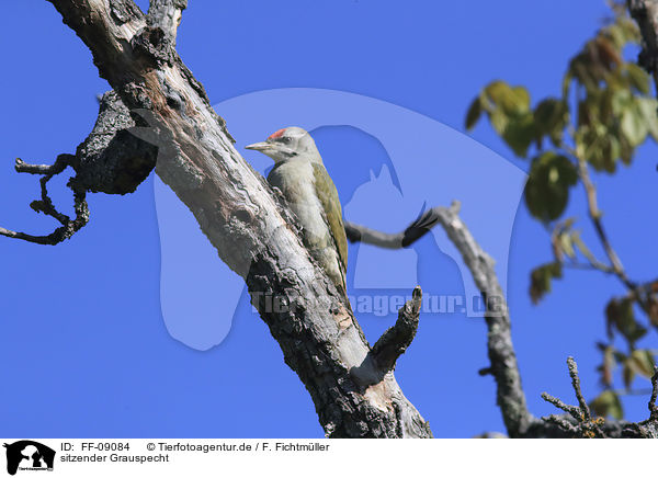 sitzender Grauspecht / sitting Grey-faced Woodpecker / FF-09084