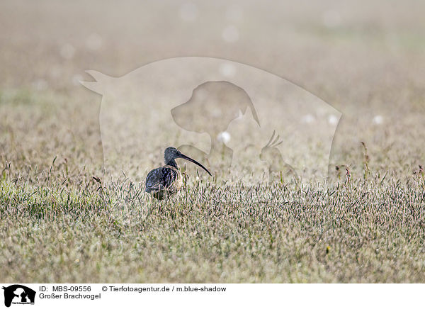 Groer Brachvogel / Eurasian curlew / MBS-09556