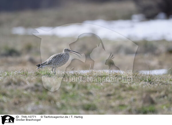 Groer Brachvogel / Eurasian curlew / THA-10771