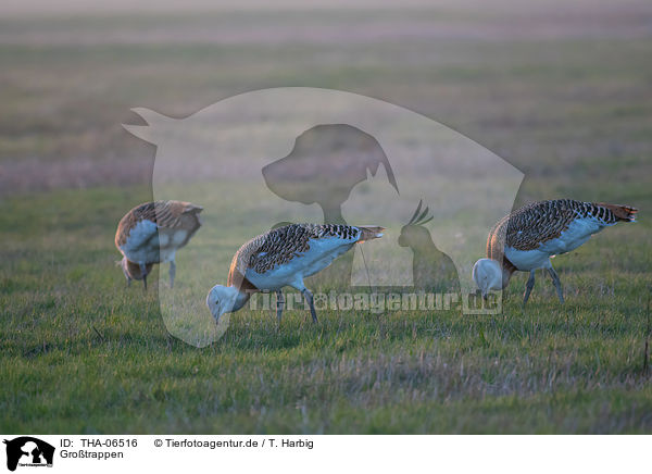 Grotrappen / great bustards / THA-06516