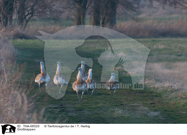 Grotrappen / great bustards / THA-06520