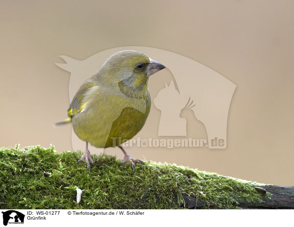 Grnfink / European Greenfinch / WS-01277