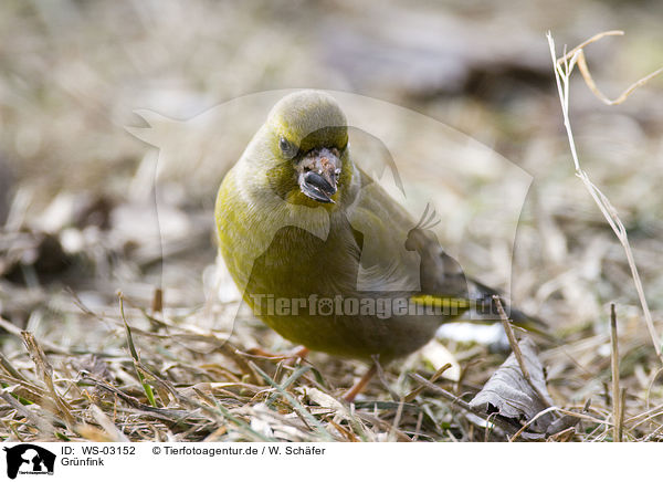 Grnfink / European greenfinch / WS-03152