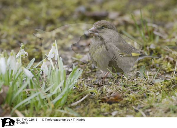 Grnfink / greenfinch / THA-02613