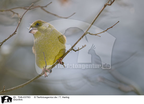 Grnfink / European greenfinch / THA-03783