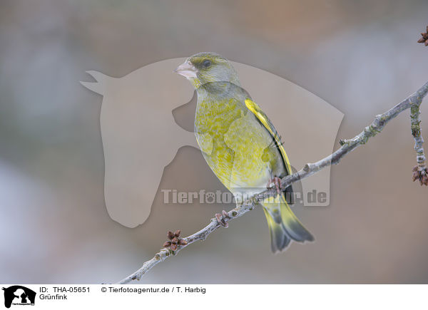Grnfink / European greenfinch / THA-05651