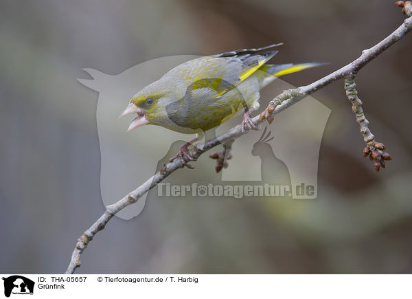 Grnfink / European greenfinch / THA-05657