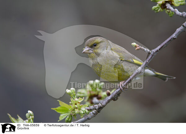 Grnfink / European greenfinch / THA-05659