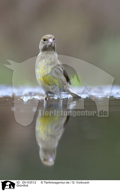 Grnfink / European greenfinch / DV-03512